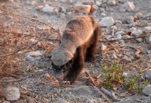 Героя фильмов Discovery и Animal Planet в Мангистау (ВИДЕО)
