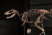 Скелет динозавра продали на аукционе за 21 млрд тенге