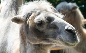 Верблюд набросился на подростка в Атырауской области (ВИДЕО)