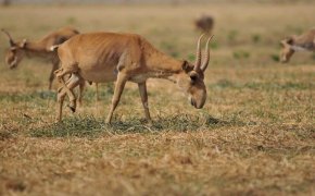 Рога сайгака снова может экспортировать Казахстан