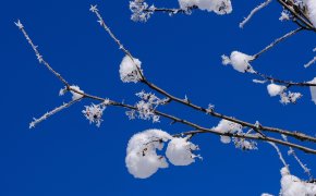 Зима и осень в одном флаконе: в Шымкенте выпадет снег и потеплеет до +12