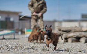 Как в Нацгвардии готовят служебных собак