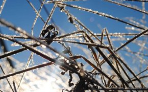 Плюс днем и минус ночью: погода в Шымкенте 25 декабря