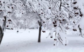 Снег и сильный ветер ожидаются в Шымкенте