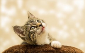 Новое исследование о кошках повергло в шок ученых