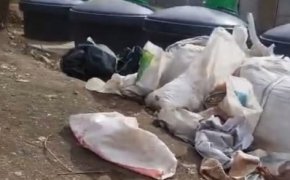 Обезображенные животные найдены на свалке в Алматы