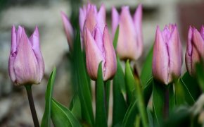 До +17 градусов потеплеет в Шымкенте