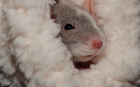 Астанчане сняли крысу, живущую в припаркованной машине (ВИДЕО)