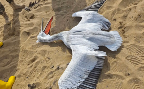 Мертвую краснокнижную птицу нашли на берегу Каспия в Мангистау