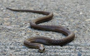 Сразу четырех змей отловили спасатели в Талдыкоргане (ВИДЕО)