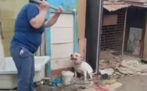 Волонтеры рассказали о состоянии собаки Герды, избитой лопатой в Атырау