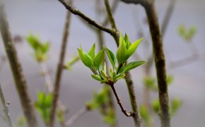 Шымкент ждут резкие погодные контрасты