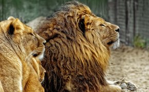 Алматинец ответил за дерзкую выходку в зоопарке (ВИДЕО)