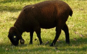 Где в Алматы можно совершить жертвоприношение на Курбан айт