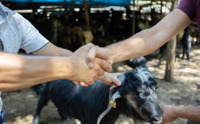 Мясо на Курбан айт доставят нуждающимся: как подать онлайн-заявку