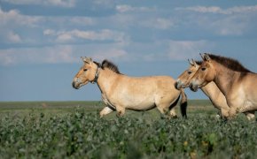 Редких лошадей Пржевальского выпустили на волю в Казахстане