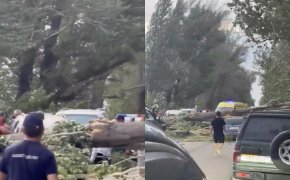 Дерево упало на два автомобиля в Алматинской области