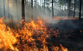 Огонь не отступает: в Карагандинской области тушат сразу несколько очагов