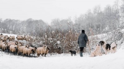 Пастухи в Казахстане смогут выходить на пенсию раньше - планы МСХ