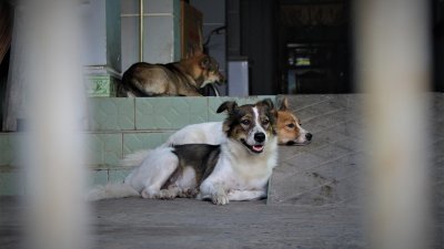 Аким Караганды предложил дарить госслужащим собак из приюта