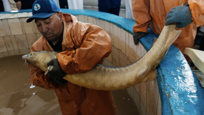 Осетровые возвращаются в Атырау