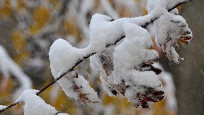 Дождь, снег и заморозки до выходных накроют Казахстан