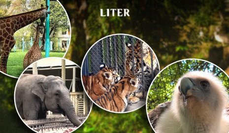 Как живут любимцы алматинцев: зоопарк, где у медведя кондиционер, а у ягуара игрушки