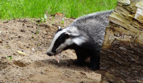Барсук впервые попал в фотоловушку в нацпарке "Алтын-Эмель" (ВИДЕО)
