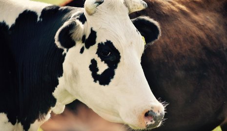 33 коровы погибли от неизвестного отравления в Акмолинской области