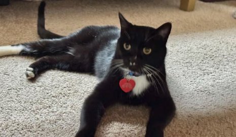 Потерявшийся в горах Канады кот спустя 5 месяцев вернется домой в США