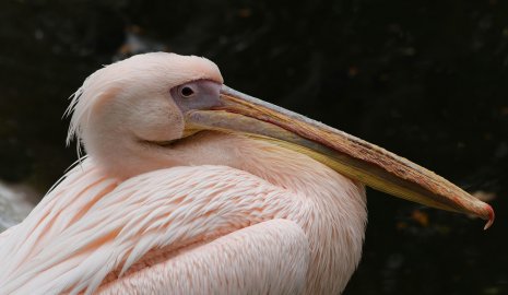Один из немецких зоопарков уничтожил всех своих пеликанов