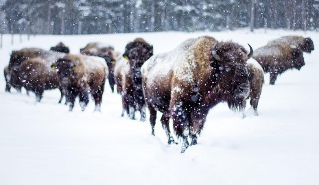 Бизонов засняли на видео в Карагандинской области (ВИДЕО)