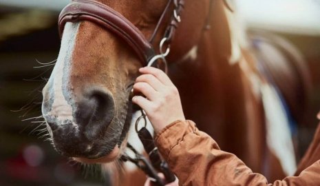 Трос и спецоборудование понадобились для спасения лошади в Алматинской области (ВИДЕО)