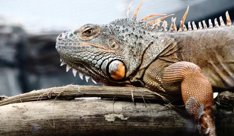 Игуанапад из-за резкого похолодания начался в США (ВИДЕО)