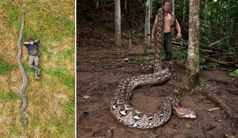 Самая длинная змея в мире обитает в Индонезии