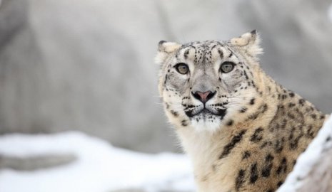 Редкий хищник с детенышами попал в фотоловушку в ВКО (ВИДЕО)