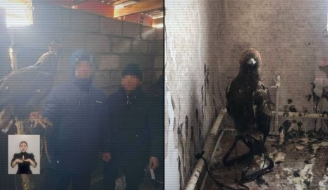 Канал контрабанды краснокнижных птиц выявили в Павлодарской области (ВИДЕО)