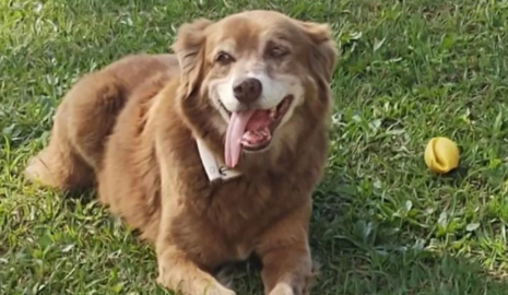 История верного пса изменила правила захоронения в Бразилии