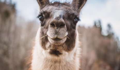 Ламы задержали вора до приезда полиции