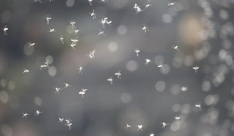 Укусы мошек обернулись тяжелой инфекцией и гибелью мужчины