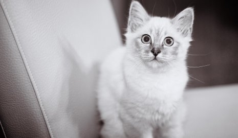 Кошка стала причиной гибели пожилого мужчины