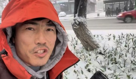 Аномальная погода для Шымкента напугала горожан: снег накрыл цветущие тюльпаны