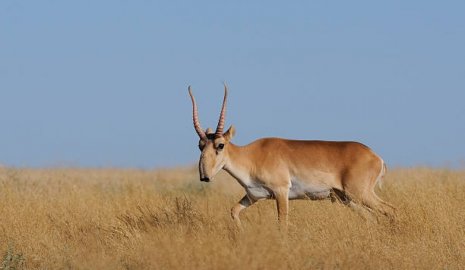 14 туш сайги изъяли у браконьеров в Актюбинской области (ВИДЕО)