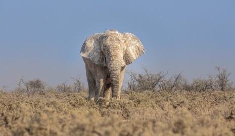 Женщина погибла, пытаясь сфотографироваться с "мертвым" слоном