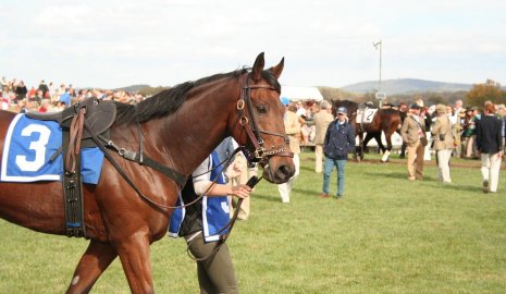Мясо скаковой лошади оказалось в блюдах бесплатной столовой в Турции