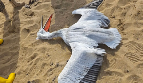 Мертвую краснокнижную птицу нашли на берегу Каспия в Мангистау