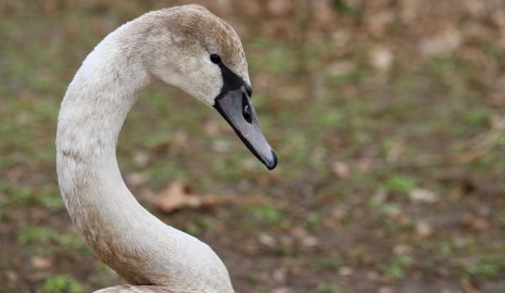Движение поездов остановили из-за лебедя на путях