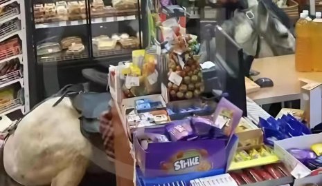 На белом коне въехал прямо в магазин россиянин в Сочи