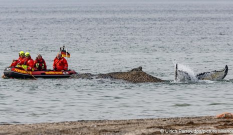 Горбатый кит застрял в Балтийском море: шансы на спасение тают