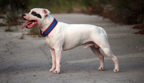 Бойцовский пес растерзал пенсионерку в России